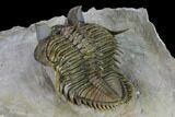 Tower Eyed Erbenochile Trilobite - Spectacular Specimen! #160886-4